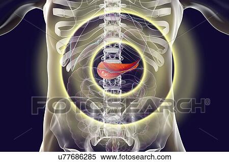 Stock Photography - Human digestive system with highlighted pancreas, computer illustration. Concept for treatment and prevention of pancreatic diseases.. Fotosearch