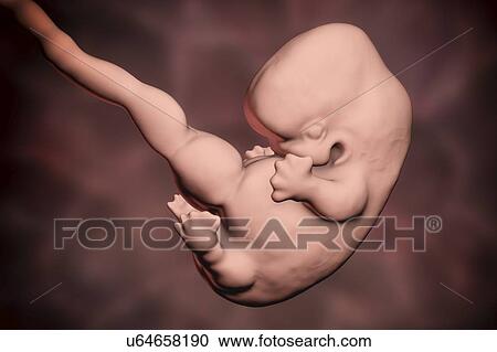 Stock Image - Human embryo, age 7 weeks, computer illustration.. Fotosearch