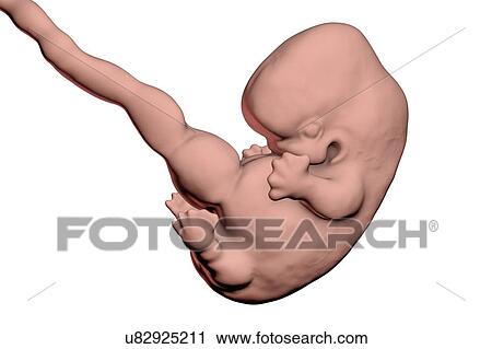 Stock Image - Human embryo, age 7 weeks, computer illustration.. Fotosearch