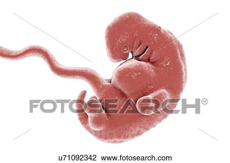 Human embryo at 5 weeks, computer illustration. View Large Photo Image Stock Image - Human embryo at 5 weeks, computer illustration.. Fotosearch