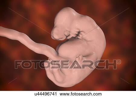 Stock Image - Human embryo at 6 weeks, computer illustration.. Fotosearch