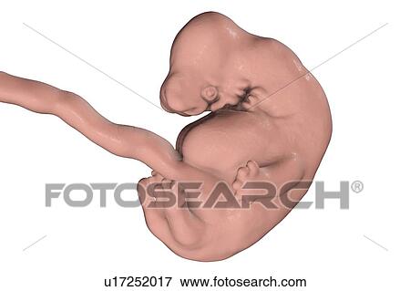 Stock Photo - Human embryo at 6 weeks, computer illustration.. Fotosearch