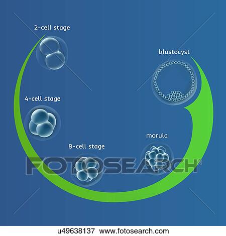 Human embryonic development, illustration. View Large Photo Image Stock Photo - Human embryonic development, illustration.. Fotosearch