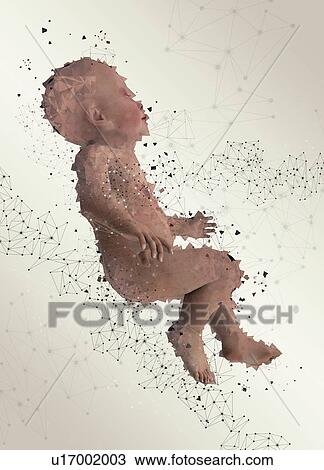 Stock Image - Human foetus, illustration.. Fotosearch