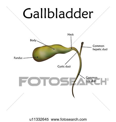 Stock Photography - Human gallbladder with labels, illustration.. Fotosearch