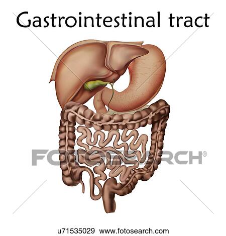 Human gastrointestinal tract, illustration. View Large Photo Image Stock Photo - Human gastrointestinal tract, illustration.. Fotosearch