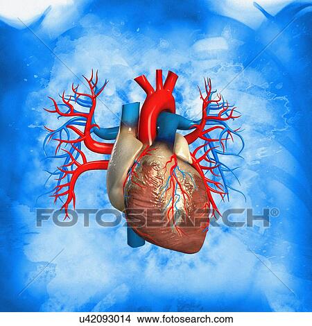 Picture - Human heart against blue background, illustration.. Fotosearch
