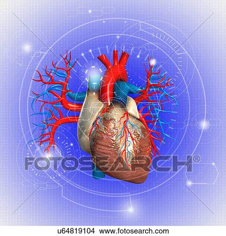 Picture - Human heart against blue background, illustration.. Fotosearch
