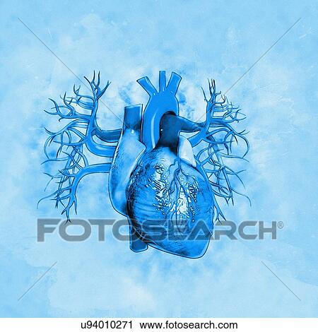 Human heart against blue background, illustration. View Large Photo Image Stock Image - Human heart against blue background, illustration.. Fotosearch