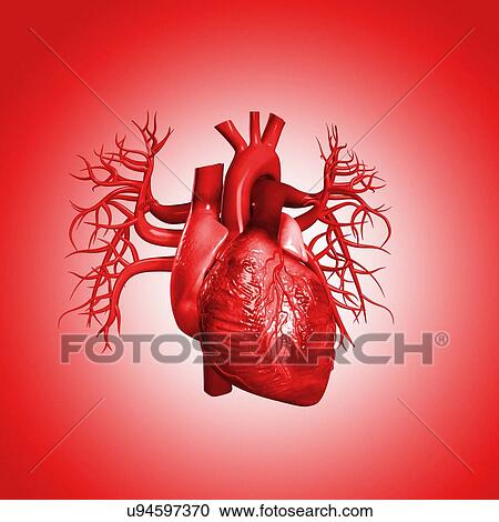 Human heart against red background, illustration. View Large Photo Image Stock Image - Human heart against red background, illustration.. Fotosearch