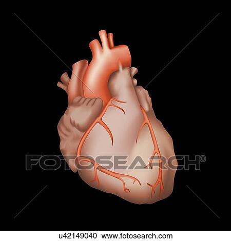 Stock Image - Human heart, illustration. Fotosearch