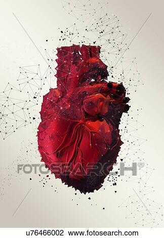 Stock Image - Human heart, illustration.. Fotosearch