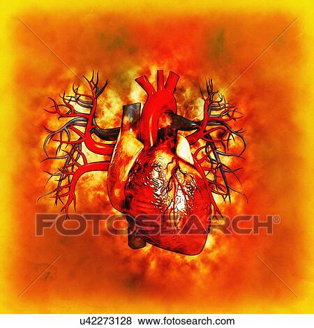 Stock Photo - Human heart, illustration.. Fotosearch