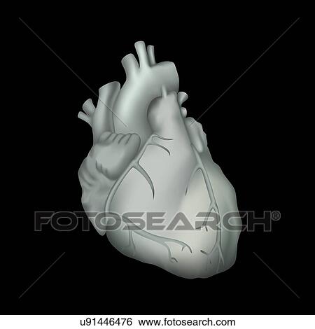 Human heart, illustration View Large Photo Image Stock Photograph - Human heart, illustration. Fotosearch