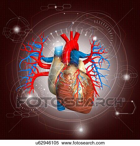 Human heart, illustration. View Large Photo Image Stock Photography - Human heart, illustration.. Fotosearch