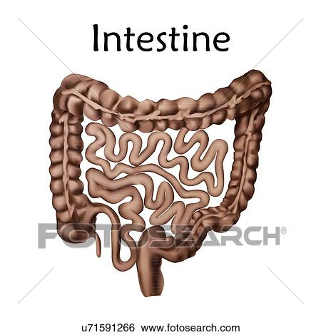 Human intestine, illustration. View Large Photo Image Stock Photograph - Human intestine, illustration.. Fotosearch