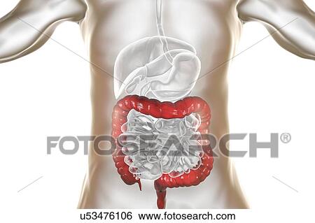 Human large intestine, computer illustration. View Large Photo Image Stock Photograph - Human large intestine, computer illustration.. Fotosearch