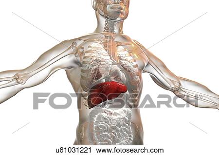 Human liver, illustration. View Large Photo Image Stock Image - Human liver, illustration.. Fotosearch