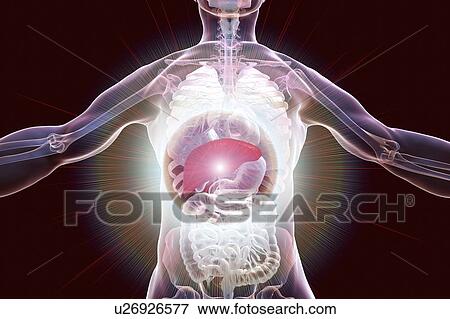Stock Photo - Human liver, illustration.. Fotosearch