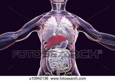 Stock Photograph - Human liver, illustration.. Fotosearch