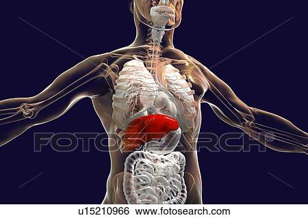 Human liver, illustration. View Large Photo Image Stock Photograph - Human liver, illustration.. Fotosearch