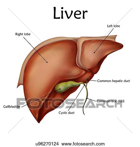 Picture - Human liver with labels, illustration.. Fotosearch