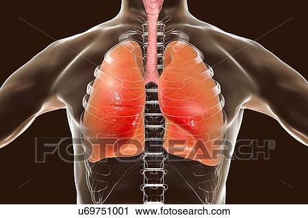 Stock Image - Human lungs, computer illustration.. Fotosearch