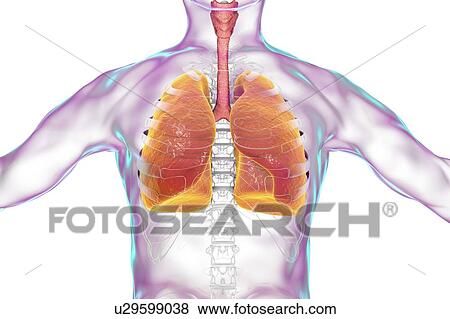 Human lungs, computer illustration. View Large Photo Image Stock Photo - Human lungs, computer illustration.. Fotosearch