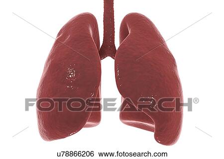 Stock Photograph - Human lungs, computer illustration.. Fotosearch