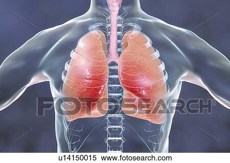 Stock Photography - Human lungs, computer illustration.. Fotosearch