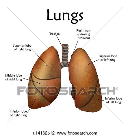 Stock Image - Human lungs with labels, illustration.. Fotosearch