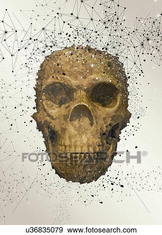 Stock Photo - Human skull, illustration.. Fotosearch