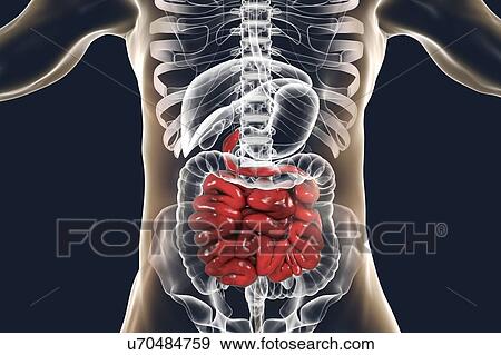 Human small intestine, computer illustration. View Large Photo Image Stock Photo - Human small intestine, computer illustration.. Fotosearch