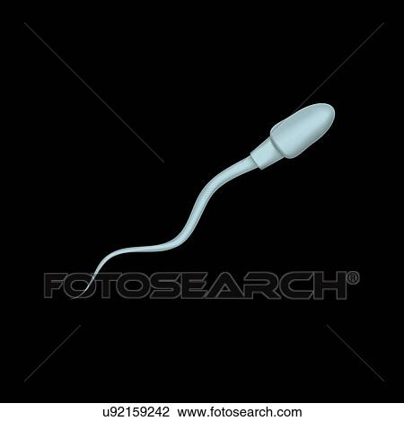 Stock Image - Human sperm, illustration.. Fotosearch