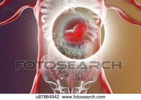 Human stomach, computer illustration. View Large Photo Image Stock Image - Human stomach, computer illustration.. Fotosearch