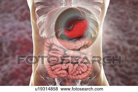 Human stomach, computer illustration. View Large Photo Image Stock Photo - Human stomach, computer illustration.. Fotosearch
