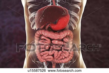 Human stomach, computer illustration. View Large Photo Image Stock Photograph - Human stomach, computer illustration.. Fotosearch