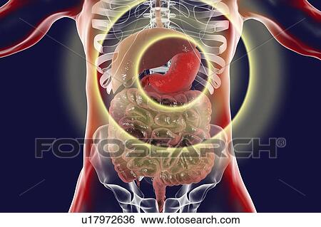 Human stomach, computer illustration. View Large Photo Image Stock Photograph - Human stomach, computer illustration.. Fotosearch