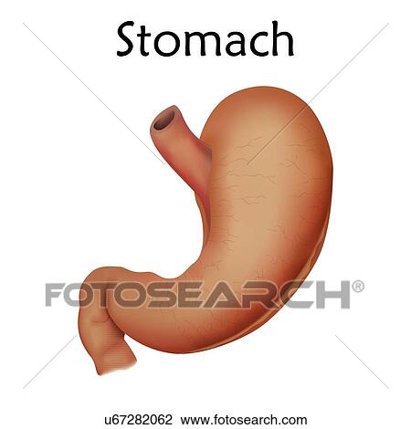 Stock Image - Human stomach, illustration.. Fotosearch