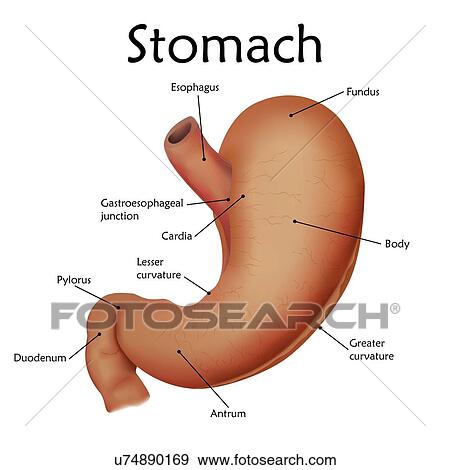 Human stomach with labels, illustration. View Large Photo Image Stock Photo - Human stomach with labels, illustration.. Fotosearch