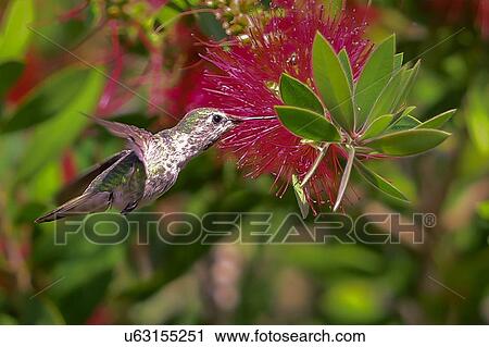 Stock Image - Hummingbird. Fotosearch