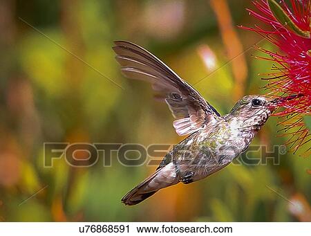 Stock Image - Hummingbird. Fotosearch