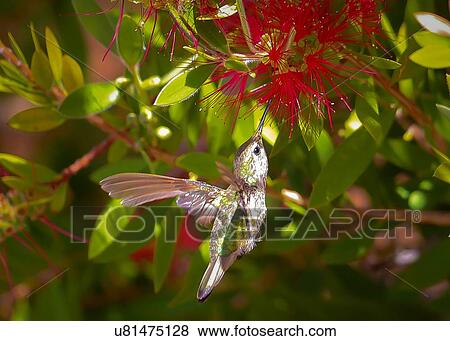 Stock Photo - Hummingbird. Fotosearch