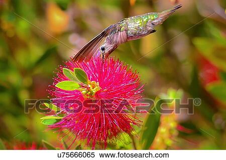 Stock Photography - Hummingbird. Fotosearch