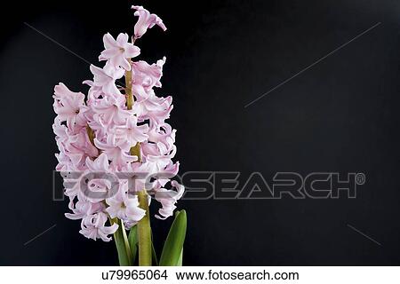 Picture - Hyacinth (Hyacinthus orientalis) flowers.. Fotosearch