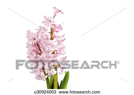Stock Image - Hyacinth (Hyacinthus orientalis) flowers.. Fotosearch
