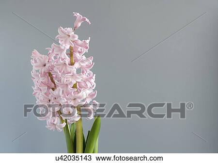 Stock Image - Hyacinth (Hyacinthus orientalis) flowers.. Fotosearch