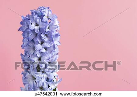 Stock Image - Hyacinth (Hyacinthus orientalis) flowers.. Fotosearch