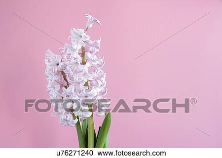 Stock Image - Hyacinth (Hyacinthus orientalis) flowers.. Fotosearch