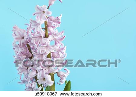 Stock Photo - Hyacinth (Hyacinthus orientalis) flowers.. Fotosearch